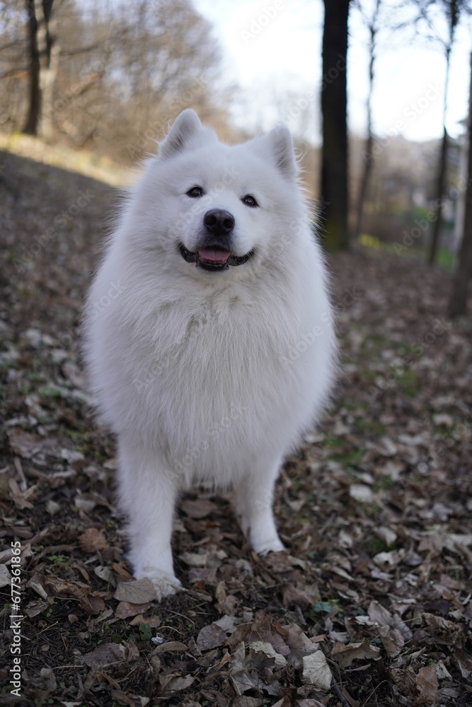 Joyful canine grin Joyful canine grin
