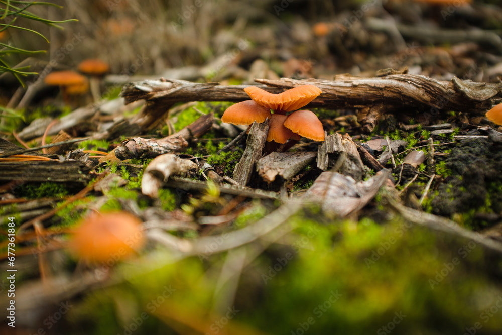 Mushroom kingdom somewhere deep in a forest Mushroom kingdom somewhere deep in a forest