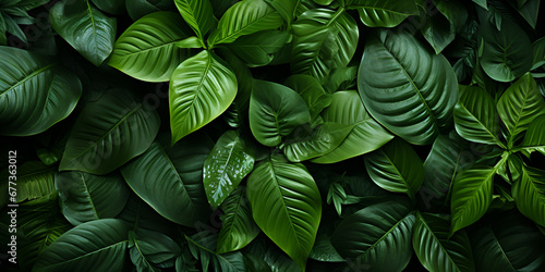 Tropical leaves texture,Abstract nature leaf green texture background,picture can used wallpaper desktop