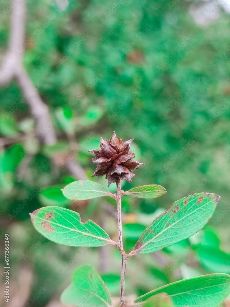 Vertical shot of a Anogeissus in a forest during the day Vertical shot of a Anogeissus in a forest during the day