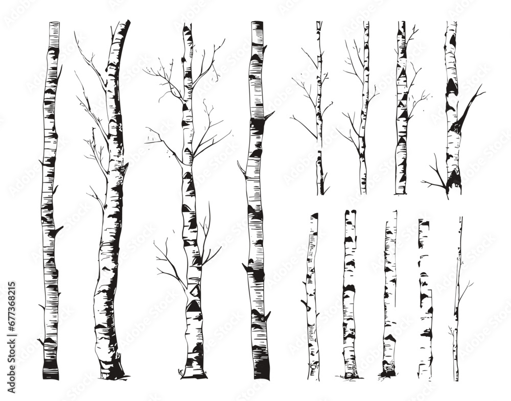 Birch tree trunks, tree and textures. Birches grunge isolated elements. Decorative trees silhouettes, black graphic vector art nature collection