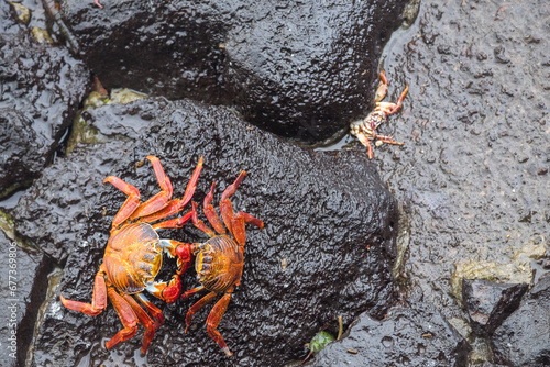 Lonely crab over some rocks at Galapagos Islands