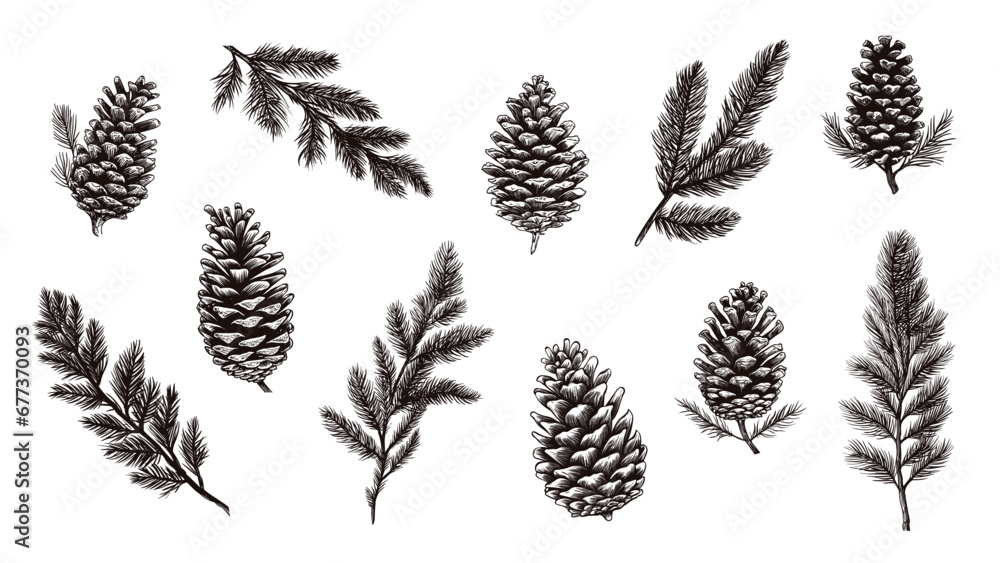 Fototapeta premium Isolated fir branches and cones. Pine cone, tree branch sketch design. Decorative nature elements, christmas holidays vector graphic symbols