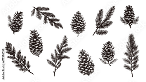 Isolated fir branches and cones. Pine cone, tree branch sketch design. Decorative nature elements, christmas holidays vector graphic symbols