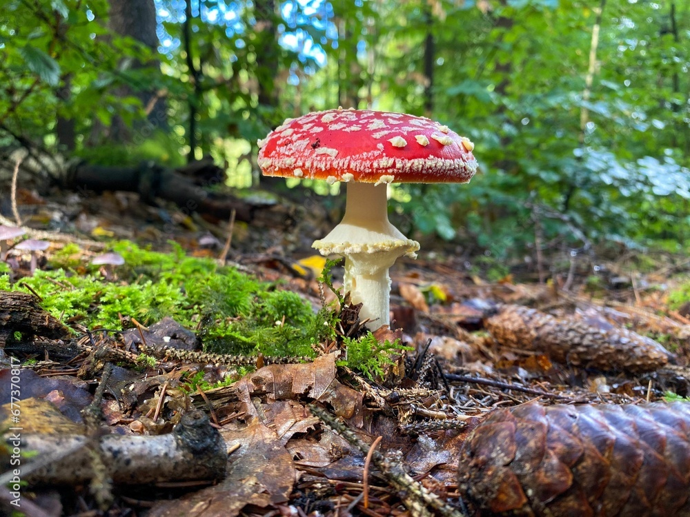 Closeup of a Fly agaric (Amanita muscaria) fungus on the ground with blur forest Closeup of a Fly agaric (Amanita muscaria) fungus on the ground with blur forest