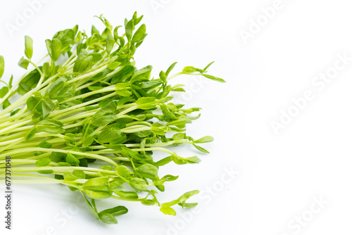 Pea Sprouts on white background. photo