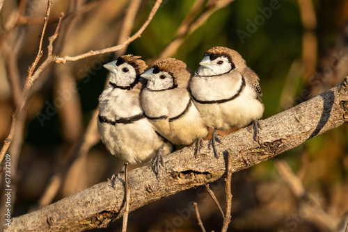 Three Double Barred Finches