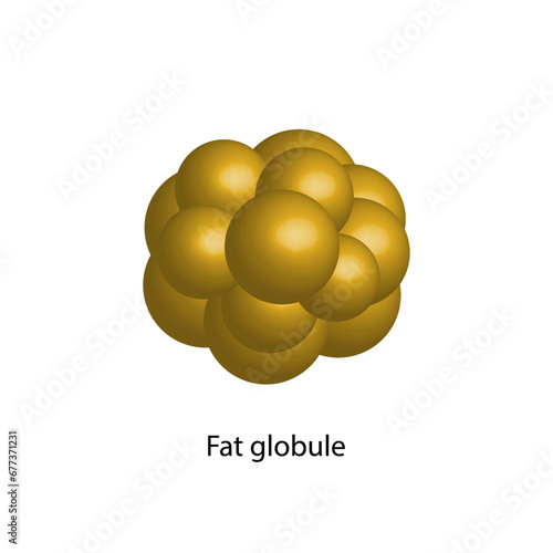 Lipid emulsification, Fat globule, Lipid droplets, Lipid Digestion. Large fat globules are emulsified into small fat droplets. Bile salt. Gallbladder. Micelle formation. Vector Illustration.