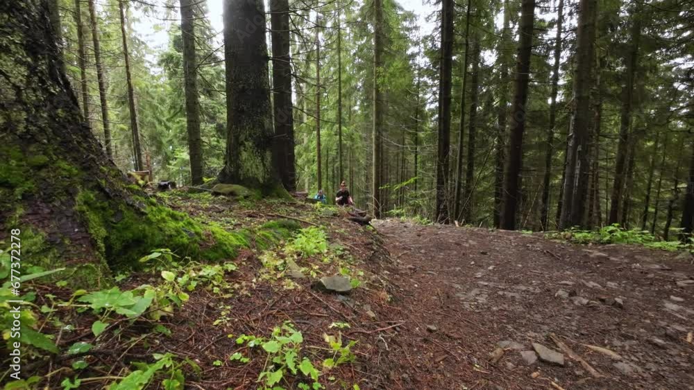 Man and woman with trekking poles climbing a forest road on a hike Man and woman with trekking poles climbing a forest road on a hike