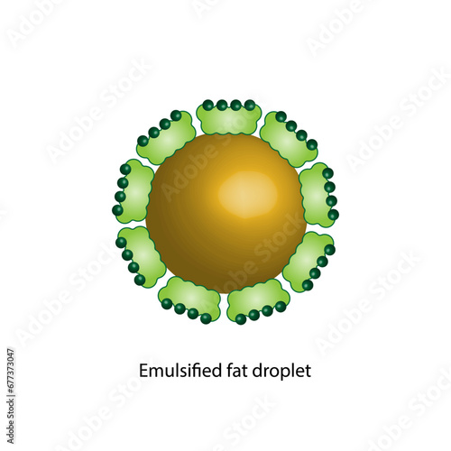 Emulsified fat droplet. Lipid emulsification, Lipid droplets, Lipid Digestion. Large fat globules are emulsified into small fat droplets. Bile salt. Gallbladder. Micelle formation. Vector illustration
