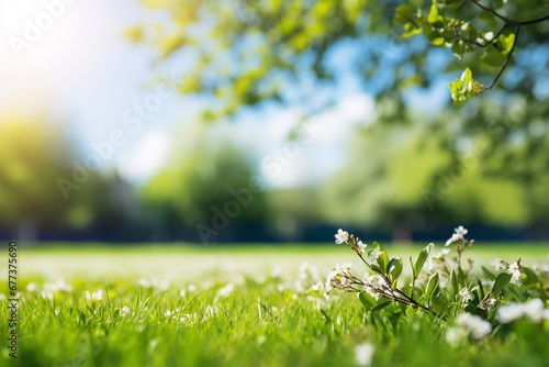 Close up of green grass on a sunny day of spring or summer with trees on blurred background