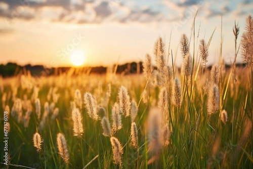Close up of a beautiful high grass, wheat field nature landscape at sunrise or sunset in summer or fall
