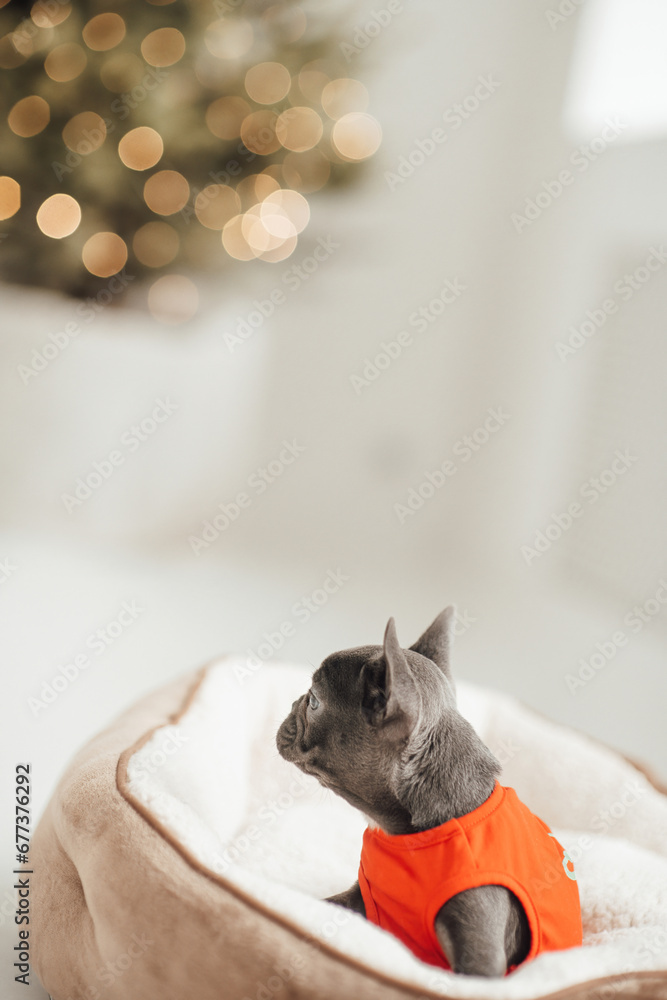 Funny gray puppy french bulldog dressed Xmas clothing at home holiday setting