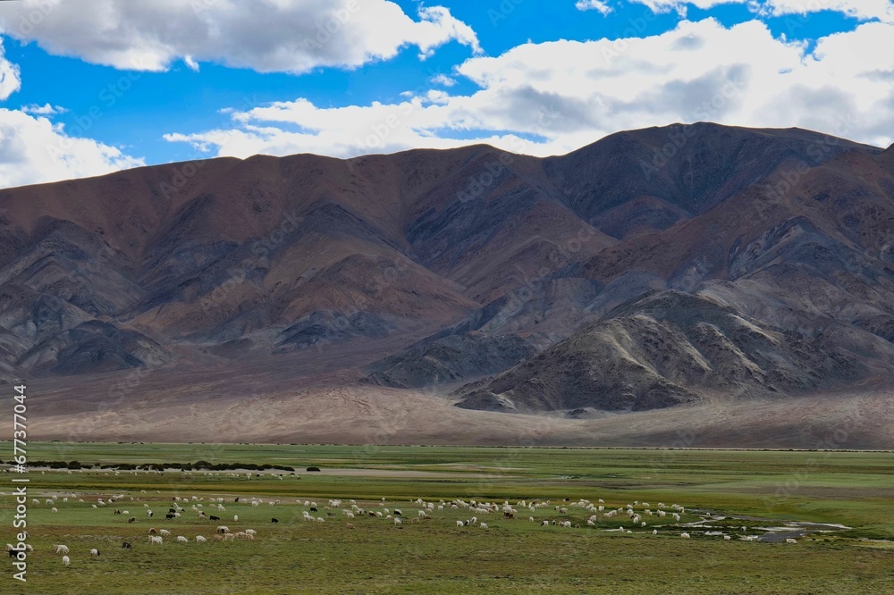 Herd of sheep grazing near the mountains in Ladakh, India