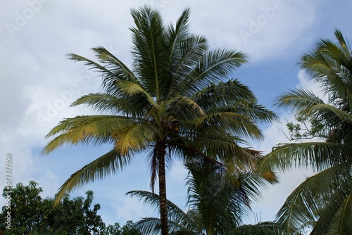 Coconut tree with big palm leaves under a bright sky in Andaman