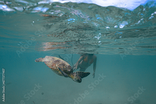Swimming with Hawaiian Green Sea Turtles in Hawaii  © EMMEFFCEE 