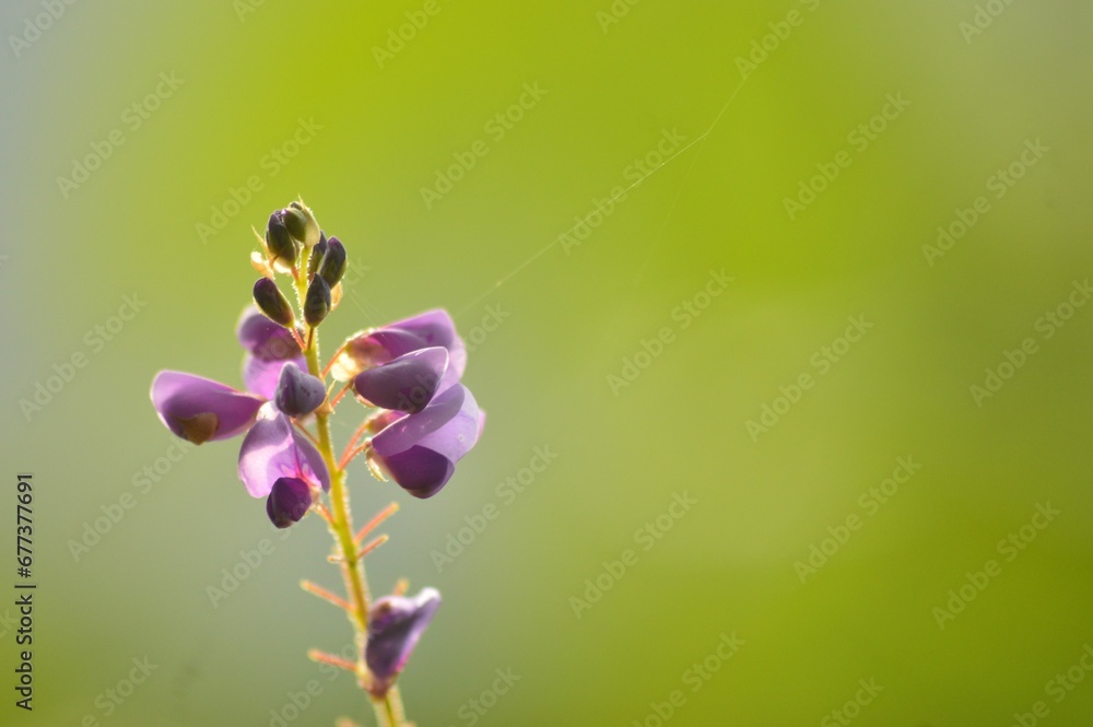 Selective focus shot of a plant isolated on a blurred background Selective focus shot of a plant isolated on a blurred background
