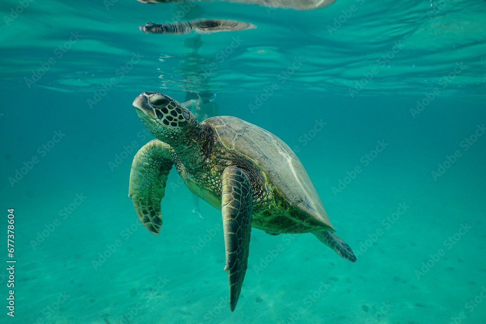 Fototapeta premium Swimming with Hawaiian Green Sea Turtles in Hawaii 