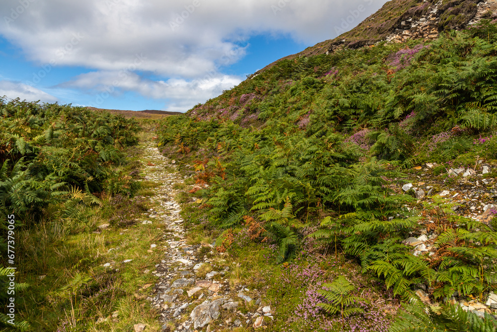 Granuaile Loop Walk Trail cover by flowers and vegetation