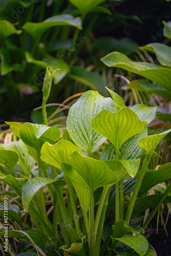 A close-up of hostas in a Seattle garden showcases their stunning foliage.