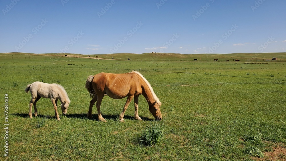 Brown horse and a white pony grazing on grass field under blue sky on the horizon