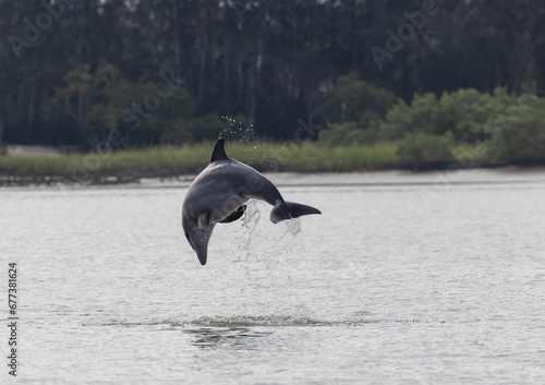 A bottlenose dolphin jumping out of the water.  © Linda