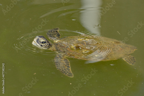 A green sea turtle with its head out of the water.