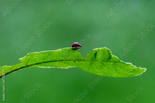Closeup shot of a tiny ladybug (Coccinellidae) resting on the green leaf on the blurred background © Wirestock