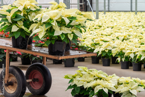 White poinsettias plants blooming in greenhouse 