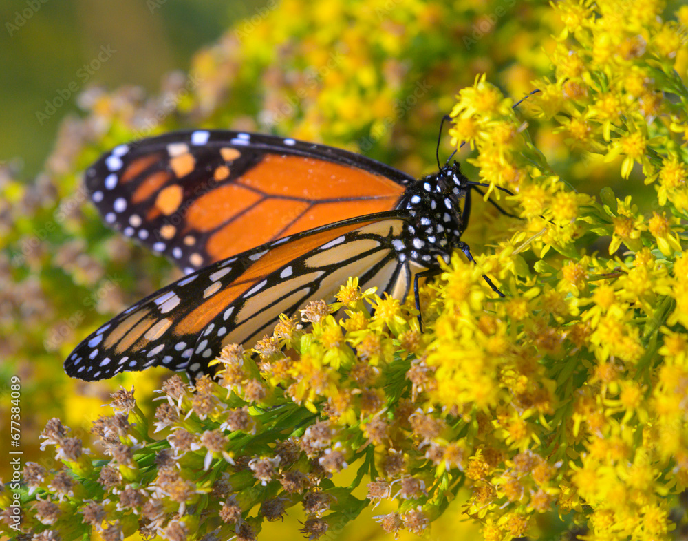 Obraz premium Monarch butterfly (Danaus plexippus) feeding from seaside goldenrod (Solidago sempervirens) flowers during the autumn bloom, Galveston, Texas, USA.