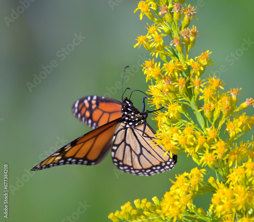 Monarch butterfly (Danaus plexippus) feeding from seaside goldenrod (Solidago sempervirens) flowers during the autumn bloom, Galveston, Texas, USA. © Ivan Kuzmin