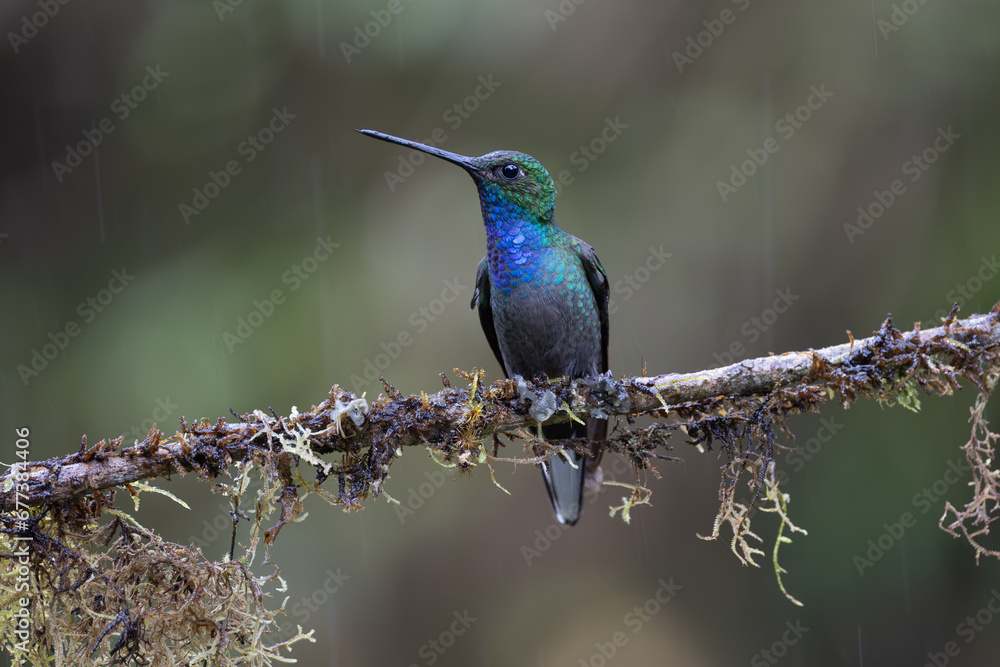 Fototapeta premium Hummingbird from Sumaco, Ecuador.