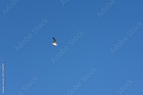 Beautiful shot of a single bird flying in a clear blue sky