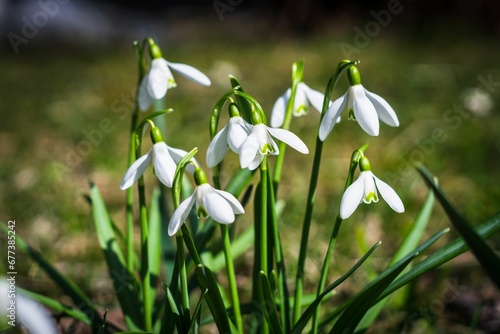Close-up shot of snowdrops growing in a garden © Wirestock