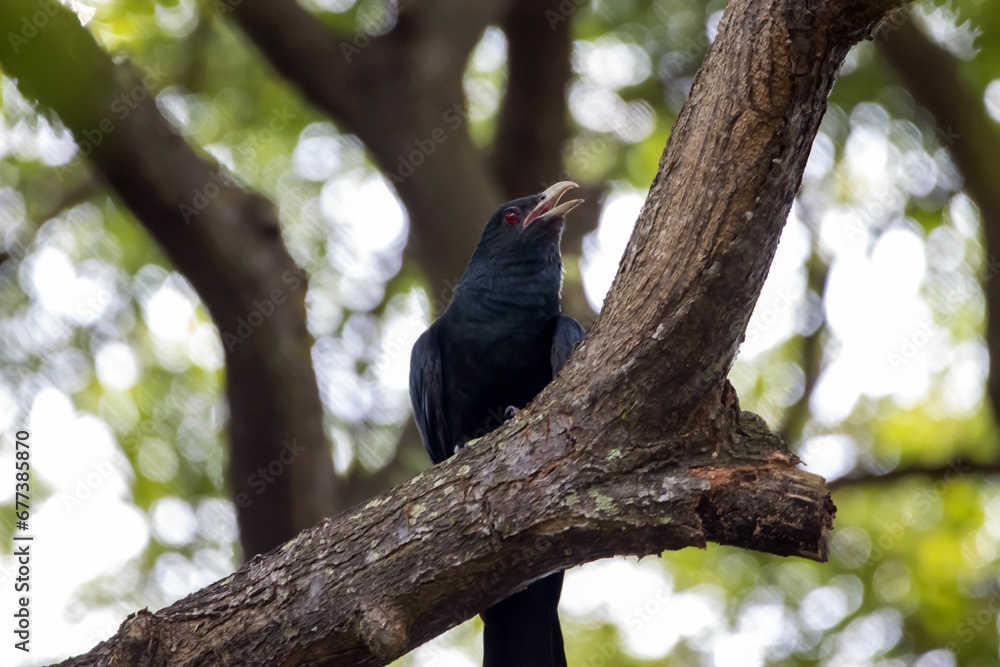Fototapeta premium A male Asian Koel, Eudynamys scolopaceus