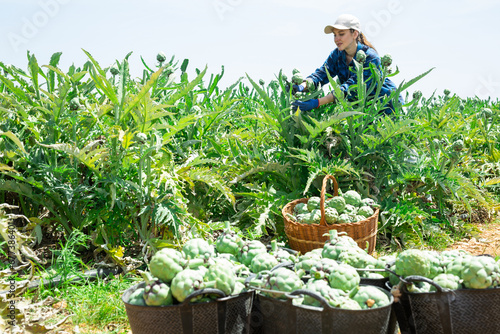 European woman plantation worker picking ripe artichokes on vegetable field.