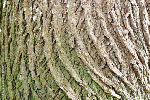 Baumrinde grobe Struktur braun, beige, grün, als Hintergrund für Design photo