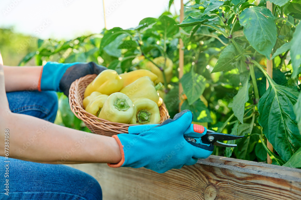 Obraz premium Woman cutting ripe yellow sweet bell peppers into basket from garden