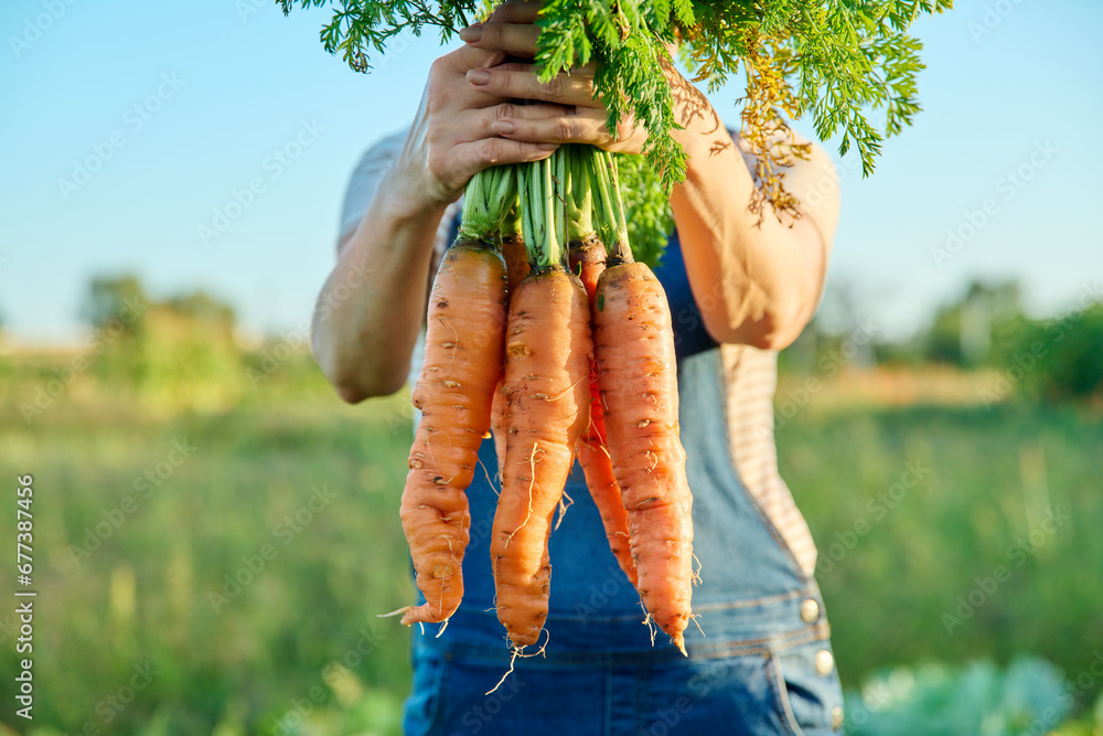 Close-up of harvest of carrots in hands of female farmer, farmer's market - obrazy, fototapety, plakaty 