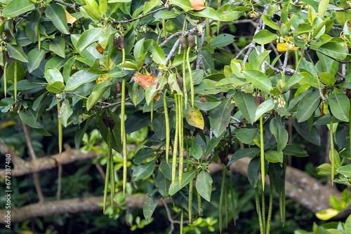 Fruits and foliage of a red mangrove, Rhizophora mucronata