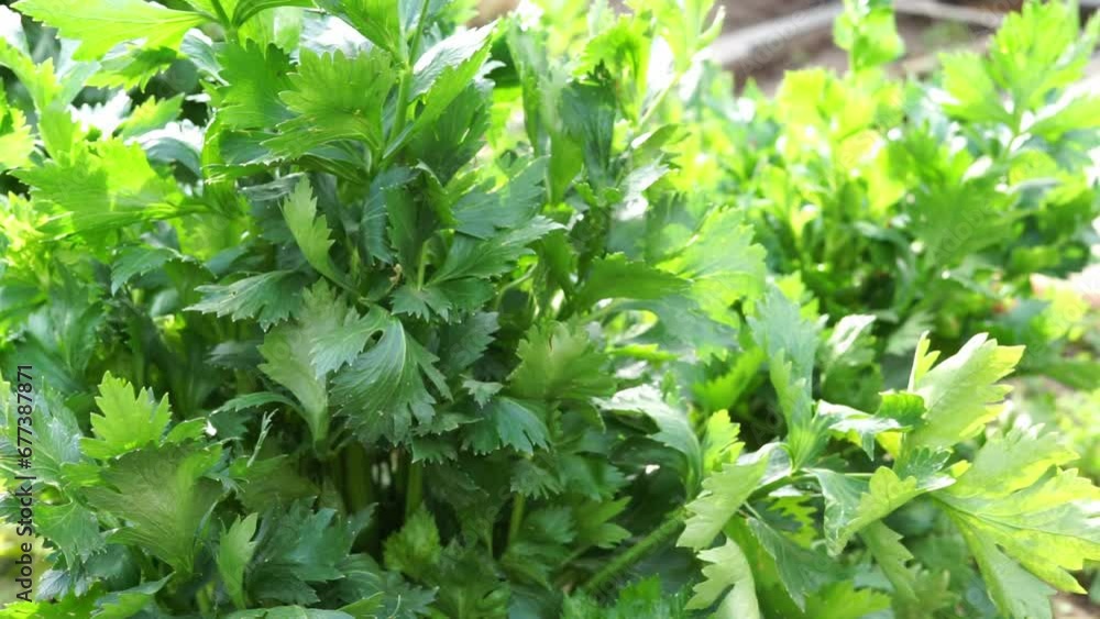 celery in the garden