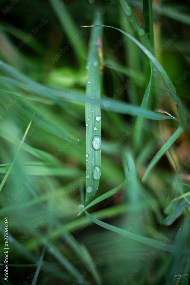 Vertical shallow focus shot of raindrops on green grass Vertical shallow focus shot of raindrops on green grass