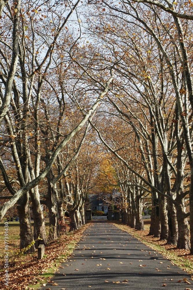 Vertical shot of a road surrounded by leafless trees.