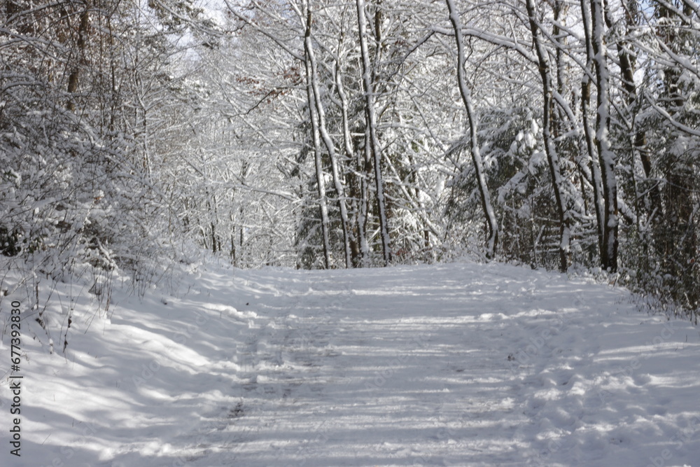a road in a forest or park covered with snow in winter along with surrounding bushes and trees and Christmas trees in Hesse, Germany a road in a forest or park covered with snow in winter along with surrounding bushes and trees and Christmas trees in Hesse, Germany