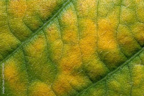 Yellow and green organic background from a senescing soybean leaf with diagnal pattern,