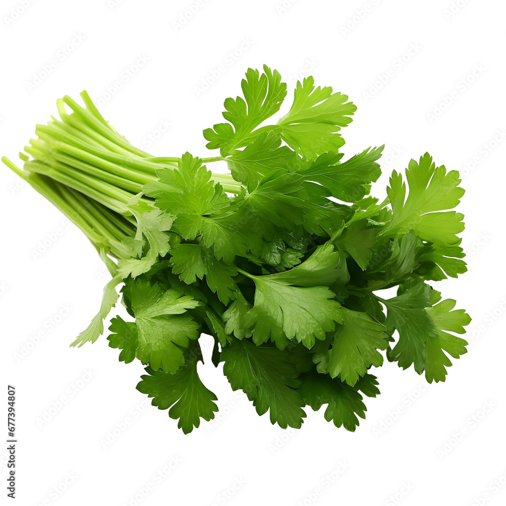 Bunch of coriander isolated on transparent background Bunch of coriander isolated on transparent background