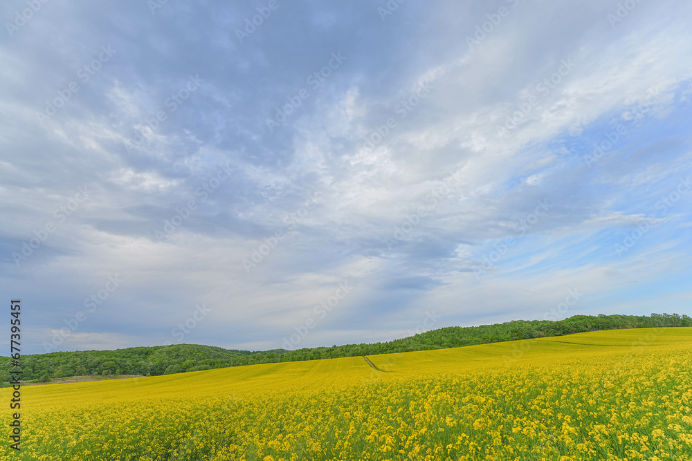 安平町の菜の花畑