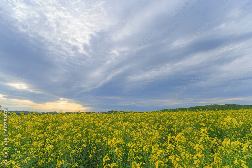 安平町の菜の花畑 安平町の菜の花畑