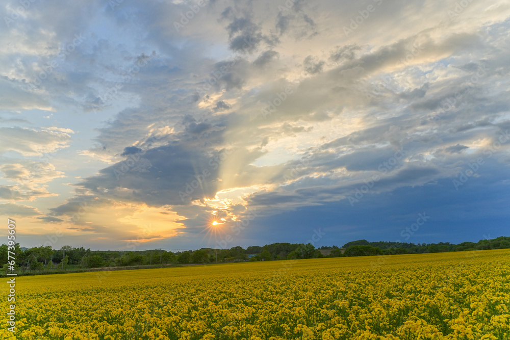 Obraz premium 安平町の菜の花畑