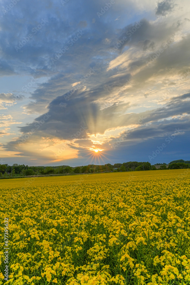 Fototapeta premium 安平町の菜の花畑